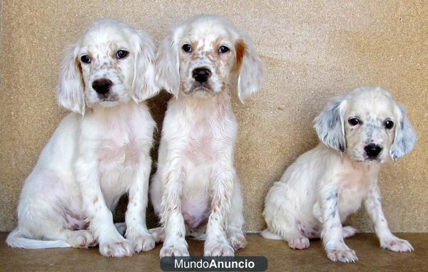 Cachorros de SETTER INGLES