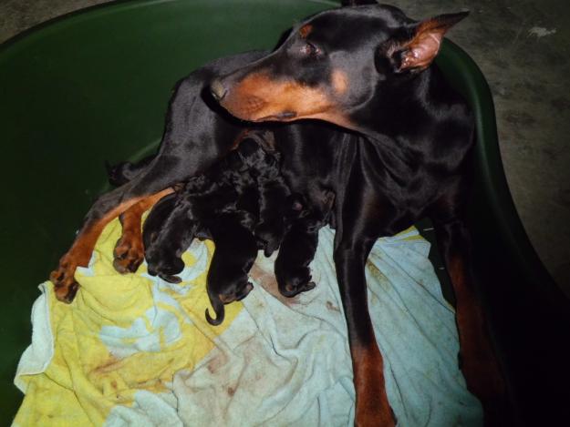 CACHORROS DOBERMANN