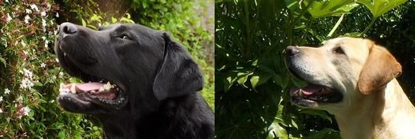 Cachorros labrador nietos campeón de Europa,compañía/ exposición y buen precio