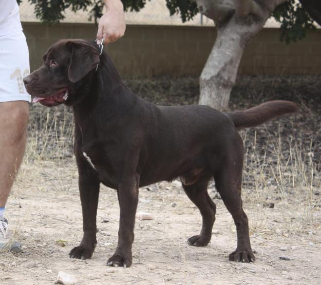 camada labrador