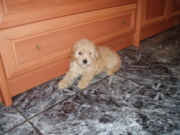 encantador caniche toy apricot 280 euros!!