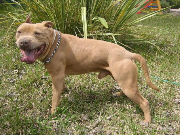 EXCELENTE CAMADA DE AMERICAN PIT BULL TERRIER