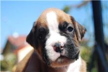 preciosos cachorros de boxer con gran pedigre