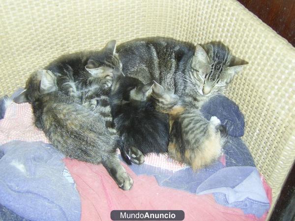 REGALO GATITOS EN LA OROTAVA