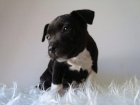 STAFFORDSHIRE BULLTERRIER , MACHOS & HEMBRAS , NEGROS CON BLANCO - mejor precio | unprecio.es