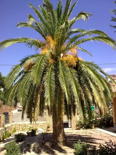 Vendo palmera sana y bien cuidada