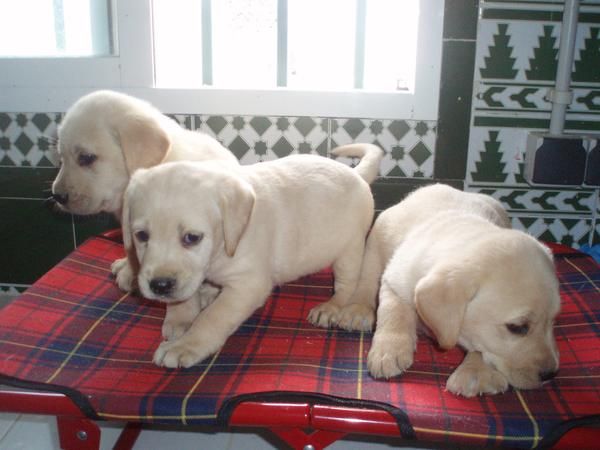 cachorro LABRADOR  con PEDIGREE 360