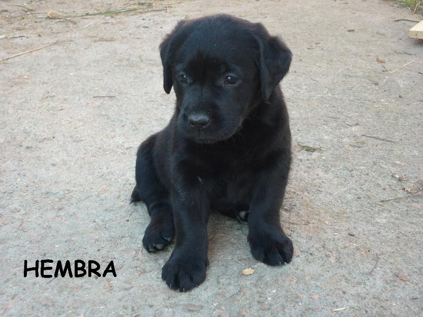 Cachorros de Labrador Retriever