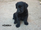 Cachorros de Labrador Retriever - mejor precio | unprecio.es