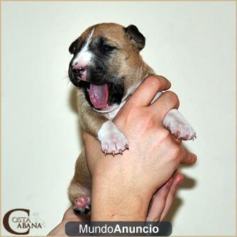 Camada de bull terrier miniatura de Costa Cabana Bull