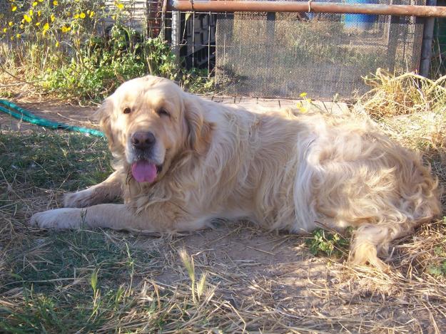 hembra de golden adulta vendo o cambio