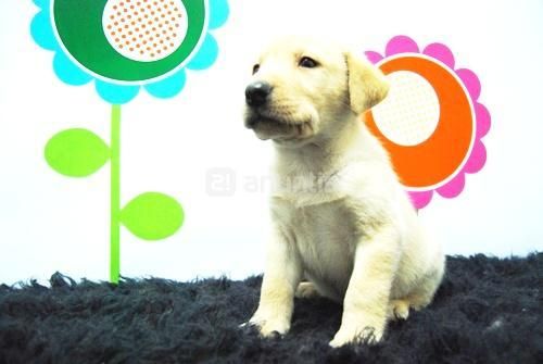 Labrador excelentes cachorros con pedegree