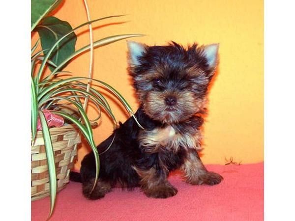 PENDIENTES T-CUP YORKIE CACHORROS PARA X MAS