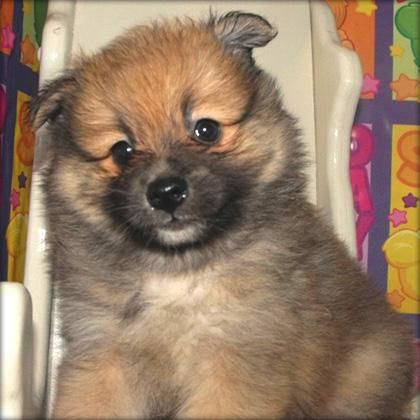 Perrito de Pomeranian (taza de té) 9 semanas de viejo