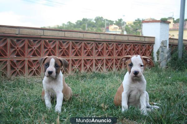 2 ultimas hembras american stafford ( stanfor)