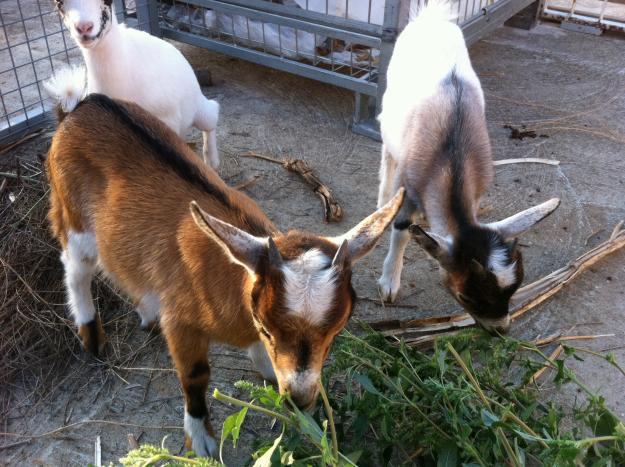 Cabras enanas