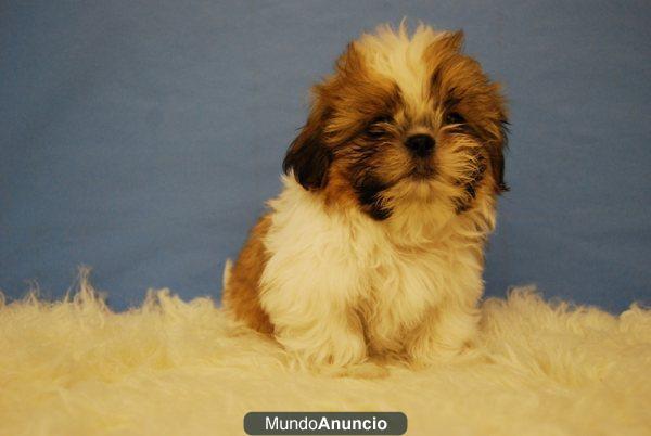 Cachorritos de shih tzu, divinos, 380 euros LOE