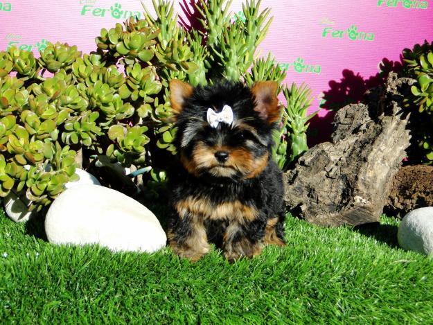 CACHORROS YORKSHIRE TERRIER DE LINEAS FRANCESAS