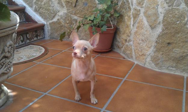 Chihuahua beig