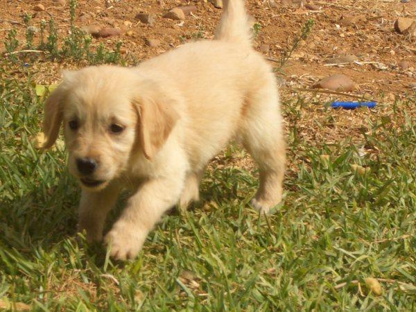 EXCELENTES EJEMPLARES DE GOLDEN RETRIEVER A BUEN PRECIO