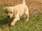 EXCELENTES EJEMPLARES DE GOLDEN RETRIEVER A BUEN PRECIO - mejor precio | unprecio.es