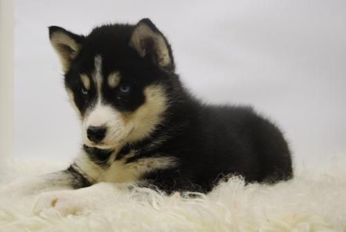 Huskys Siberianos con Pedigre Nacional Disponibles