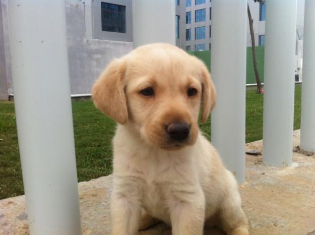 Labrador preciosa