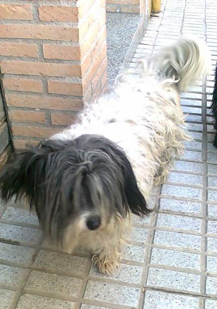 Peluson abandonado con su arnés rojo‏