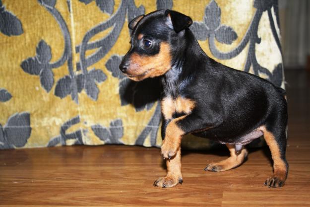 pinscher miniatura