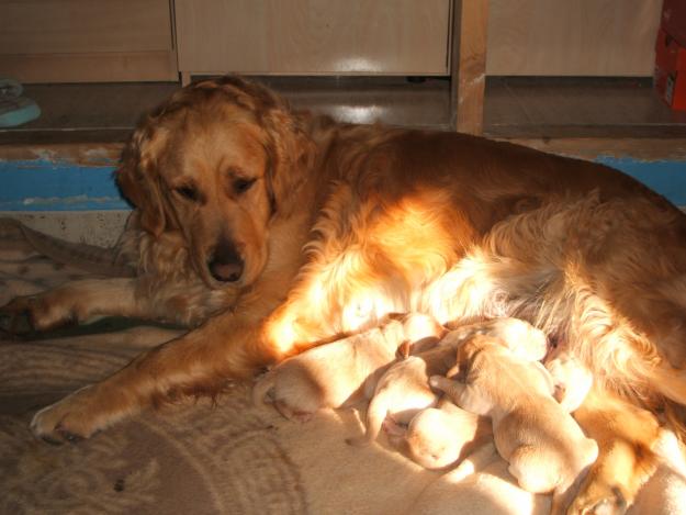 preciosos golden retriever