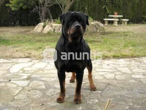 Rottweiler muy guapo para montas