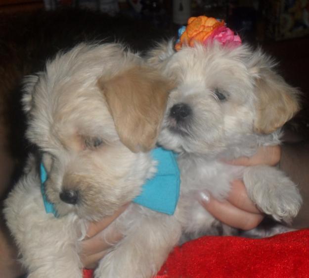 venta cachorros caniches