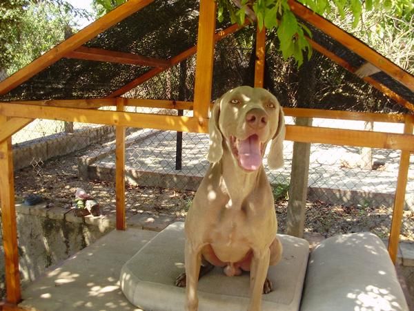 Weimaraner para montas