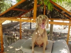 Weimaraner para montas - mejor precio | unprecio.es