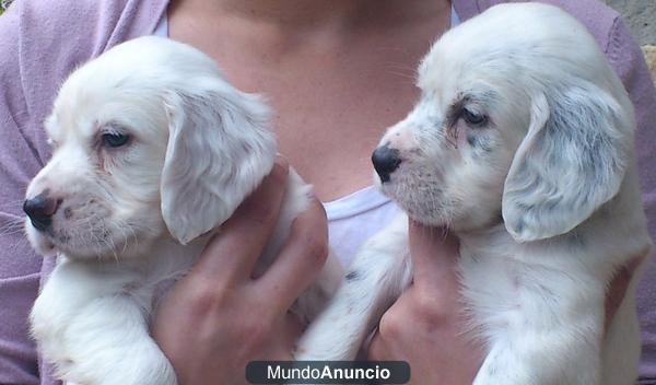 cachorros de setter inglés