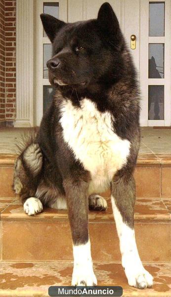 Akitas americanois