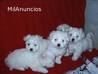 BICHON   MALTÉS  . EXCELENTE CAMADA DE BICHÓN MALTES , SOMOS SERIOS .