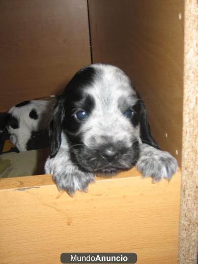 Cachorro Cocker Spaniel: QUEREMOS IRNOS CONTIGO