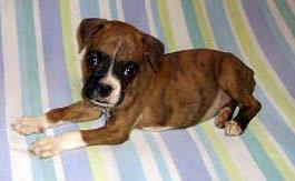 Cachorros Boxer de 3 meses 300€