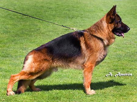 CACHORROS DE INMEJORABLE CALIDAD HIJOS DEL VA2 DE ESPAÑA JACOBO DES ULLASTRES