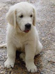 CACHORROS GOLDEN RETRIEVER LORA DHANA