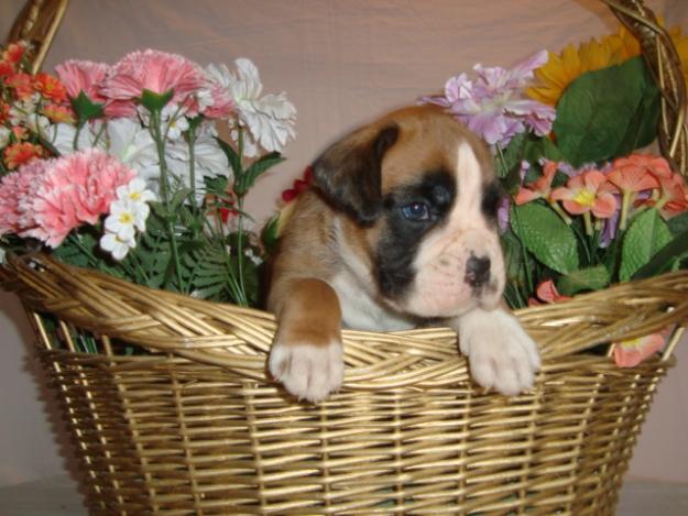 Espectacular cachorro boxer