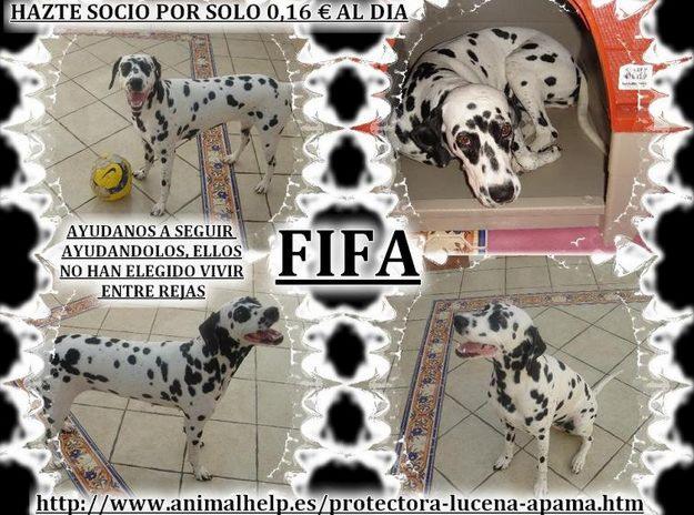 perra dalmata en adopcion