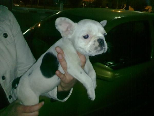 preciosa camada de bulldog frances.490