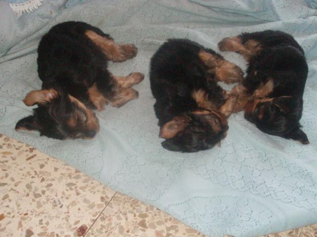 se vende perros yorkshire en ofra tenerife