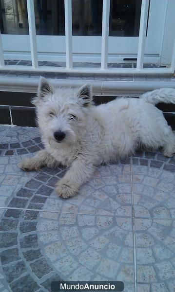 se vende westie