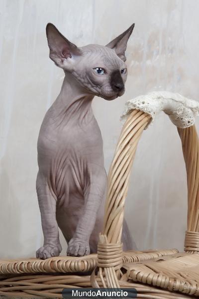 sphynx cachorros