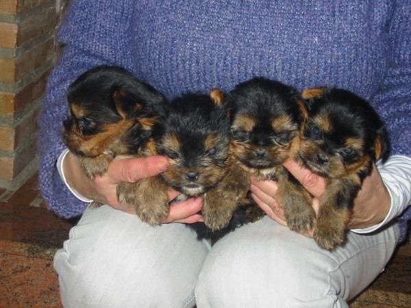 Yorkshire estandar,cachorros,machos y hembras ,pedigree,350 Eur