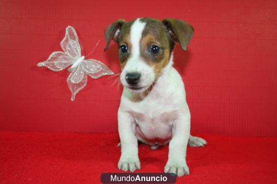 Jack Russel ¡Mira que encantadores!