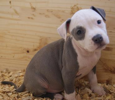 american staffordshire blue